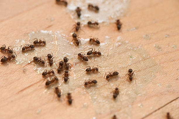 Best Best Pest Control Companies  in Suncrest, WA