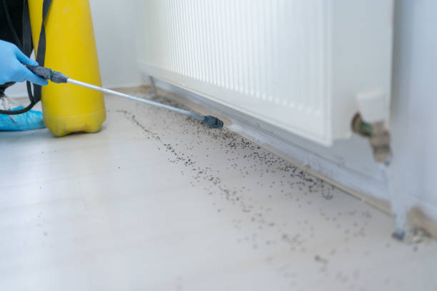 Best Rat Extermination Near Me  in Suncrest, WA